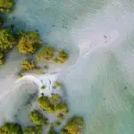 The Role of Blue Carbon in Mitigating Climate Change