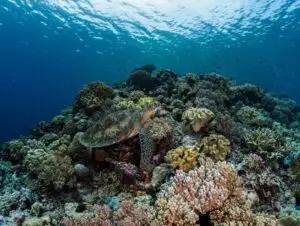 Read more about the article Why Ocean Investments Are Essential for Global Economic Growth