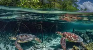 Read more about the article The Realities Behind Community-Level Conservation: Paper Parks & MPAs