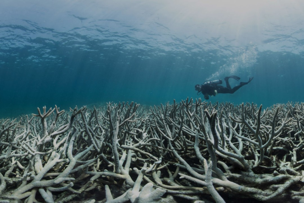 Great Barrier Reef Foundation: Coral Bleaching