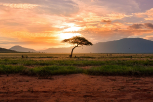 Read more about the article Our Lost Sense of Instinct