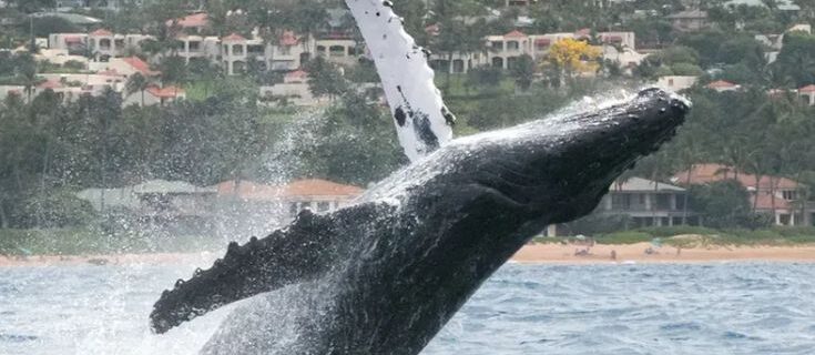 Humpback whale breaching