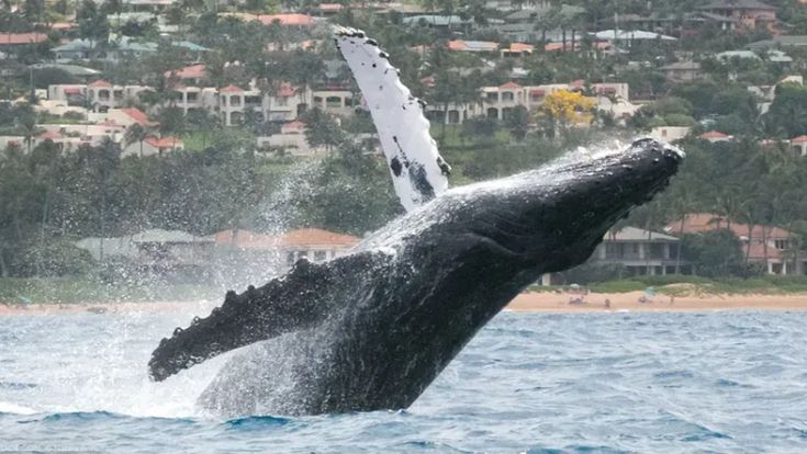 Humpback whale breaching
